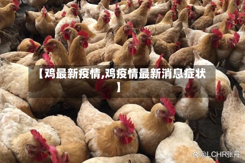 【鸡最新疫情,鸡疫情最新消息症状】