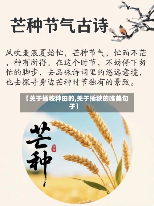 【关于插秧种田的,关于插秧的唯美句子】