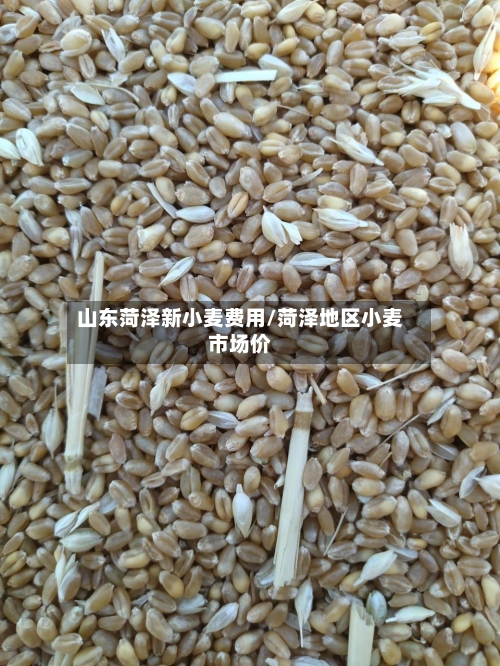 山东菏泽新小麦费用/菏泽地区小麦市场价